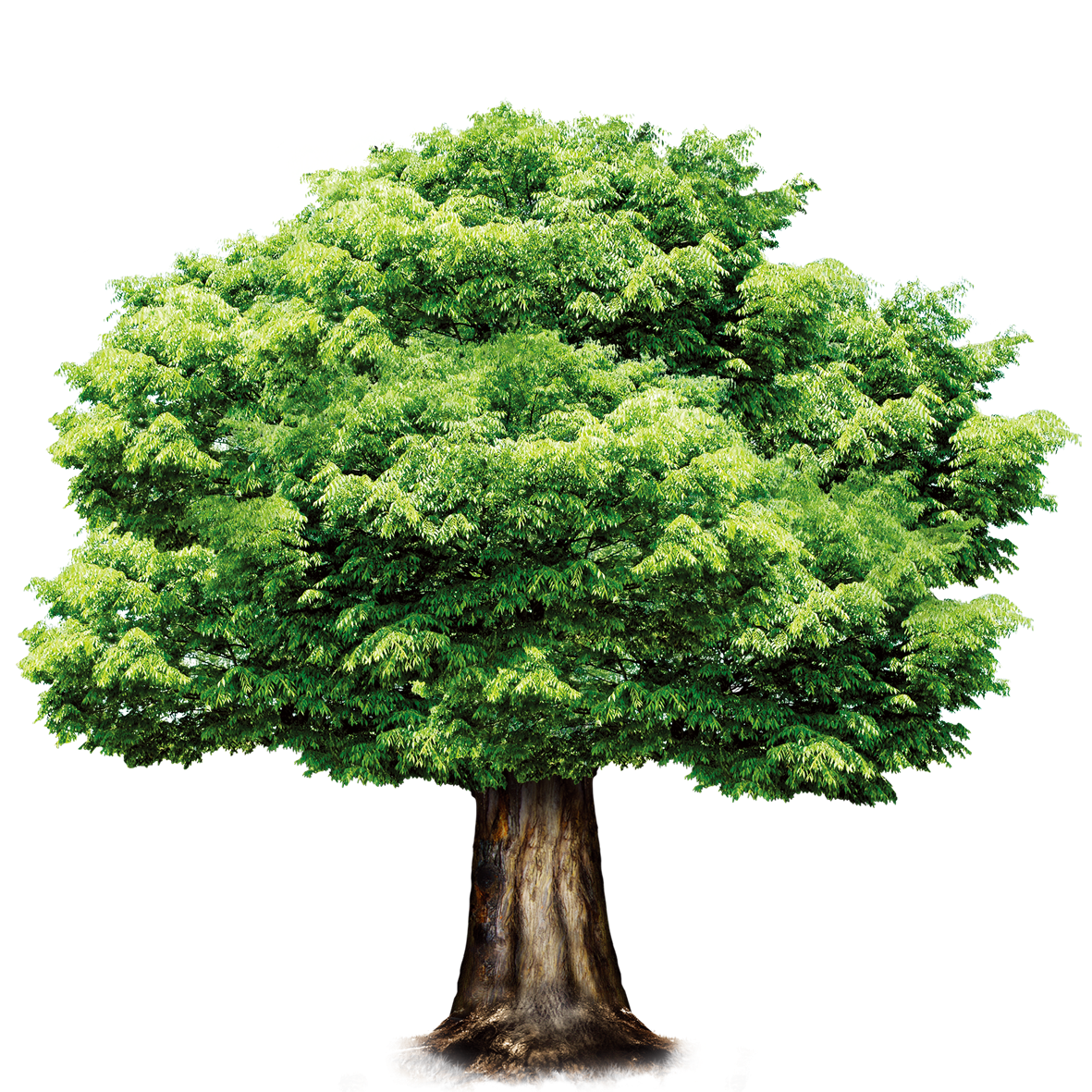 洪水把树根淹死了